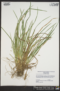 Carex cumberlandensis image