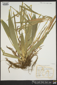 Carex platyphylla image