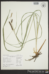 Carex glaucescens image