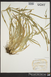 Carex flaccosperma image