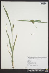 Carex glaucodea image