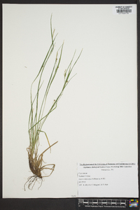 Carex oligocarpa image