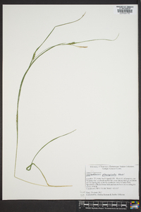 Carex planispicata image