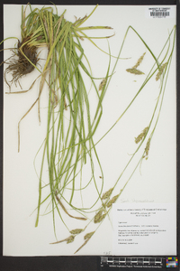 Carex cherokeensis image