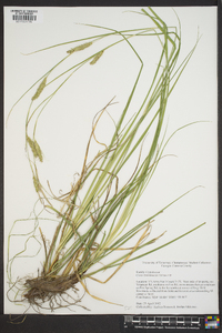 Carex cherokeensis image