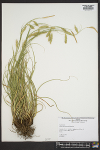 Carex cherokeensis image
