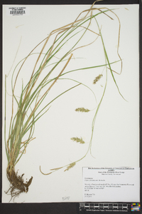 Carex cherokeensis image