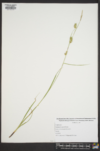 Carex cherokeensis image