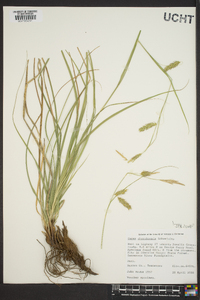 Carex cherokeensis image