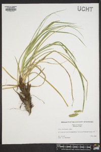 Carex cherokeensis image