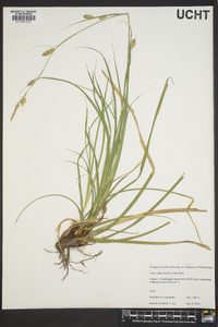 Carex cherokeensis image