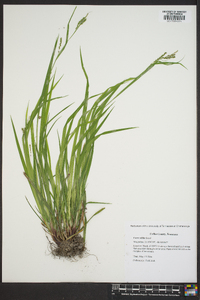 Carex oblita image