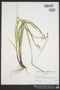 Carex oxylepis image