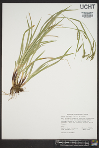 Carex oxylepis image