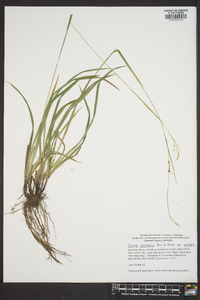 Carex oxylepis image