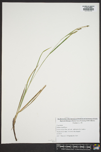 Carex oxylepis var. pubescens image