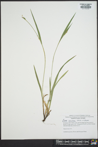 Carex kraliana image