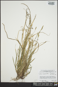 Carex purpurifera image