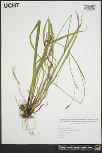 Carex purpurifera image