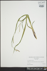 Carex purpurifera image