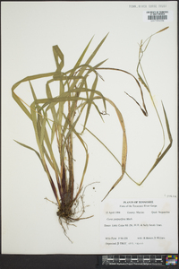 Carex purpurifera image