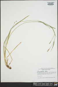 Carex striatula image