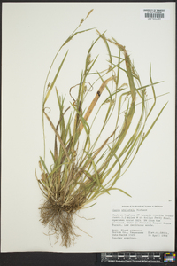 Carex striatula image