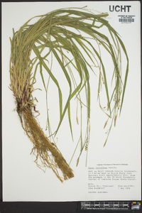 Carex styloflexa image