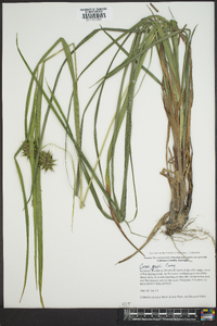 Carex grayi image