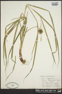 Carex grayi image