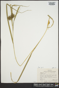 Carex grayi image