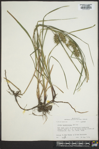 Carex louisianica image