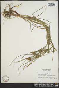 Carex louisianica image