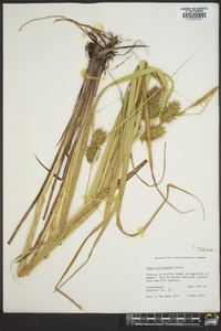 Carex louisianica image