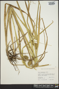 Carex louisianica image