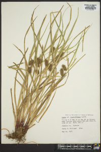 Carex lupuliformis image