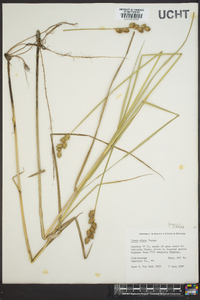 Carex alata image