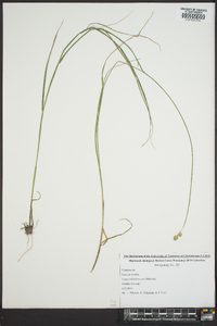 Carex albolutescens image