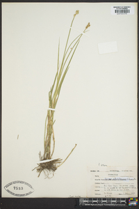 Carex albolutescens image