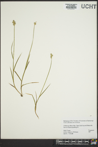 Carex albolutescens image