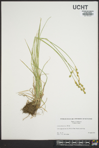 Carex festucacea image