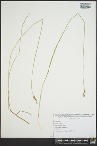 Carex normalis image