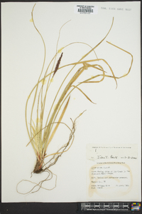 Carex picta image