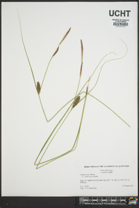 Carex striata image