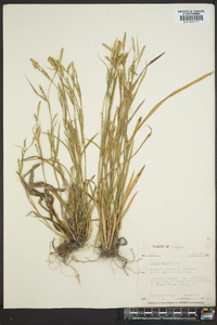 Carex meadii image