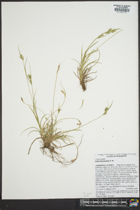 Carex breviculmis image