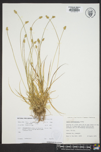 Carex leavenworthii image