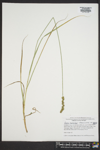 Carex muehlenbergii var. enervis image