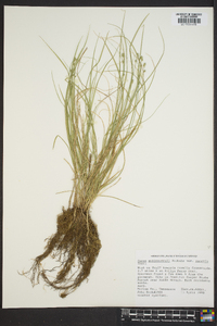 Carex muehlenbergii var. enervis image