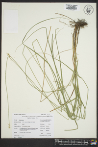 Carex muehlenbergii var. enervis image